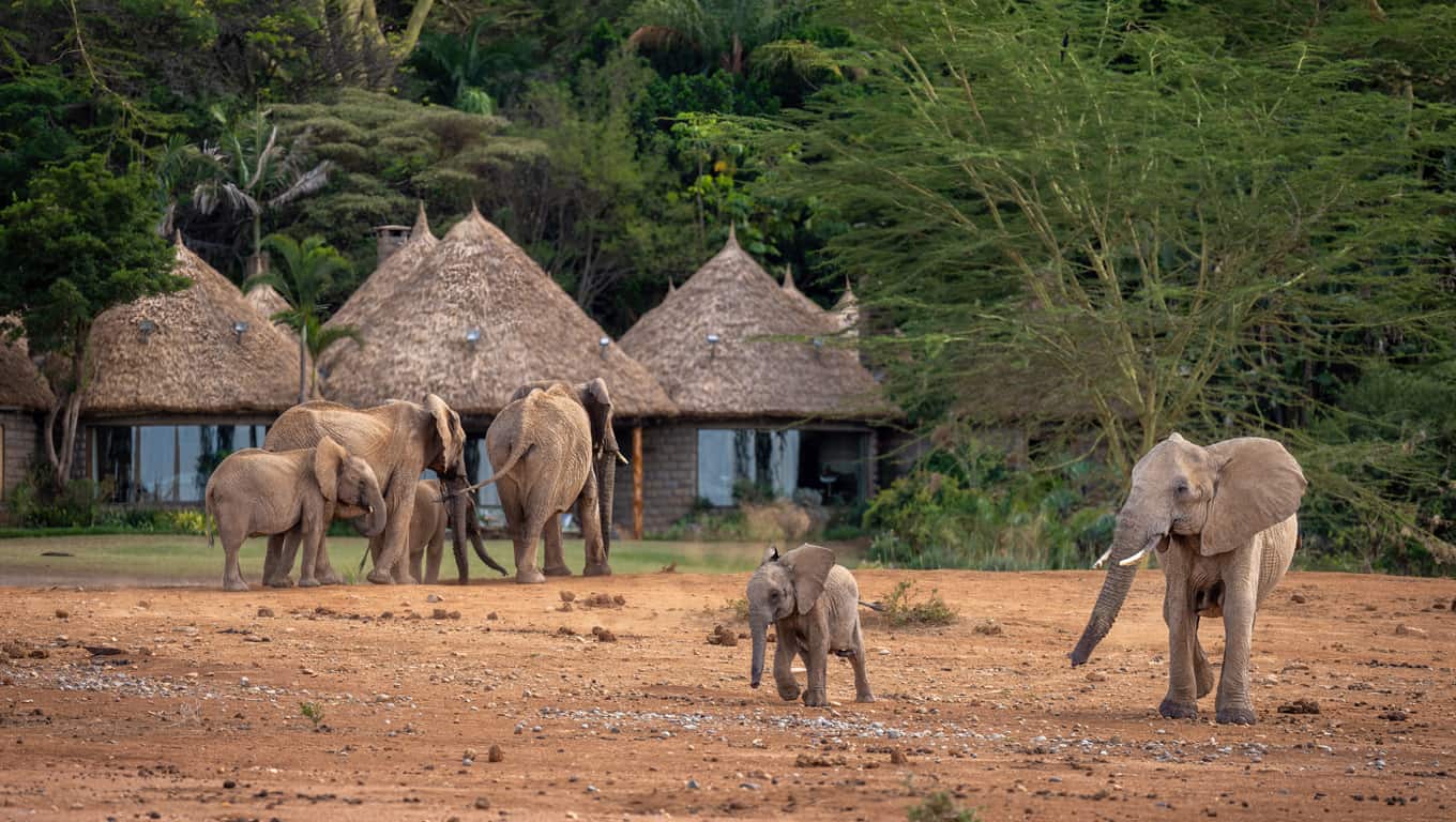Elephants Walking Past A Safari Lodge